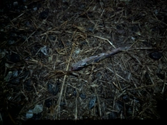 カタクチイワシの釣果