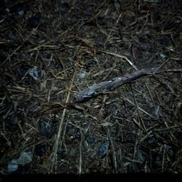 カタクチイワシ