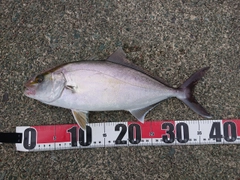 シオの釣果