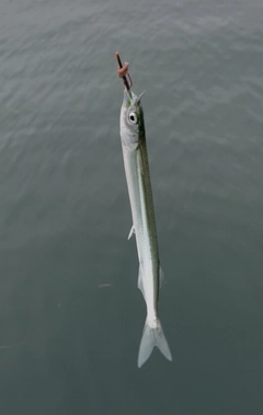 サヨリの釣果