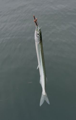 サヨリの釣果