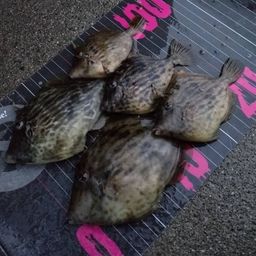 カワハギ