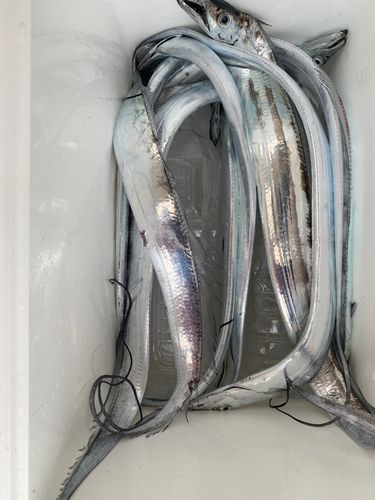 タチウオの釣果