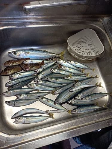 サバの釣果