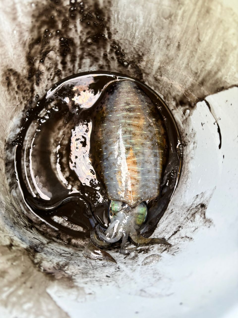 Hamasho🇯🇵さんの釣果 2枚目の画像