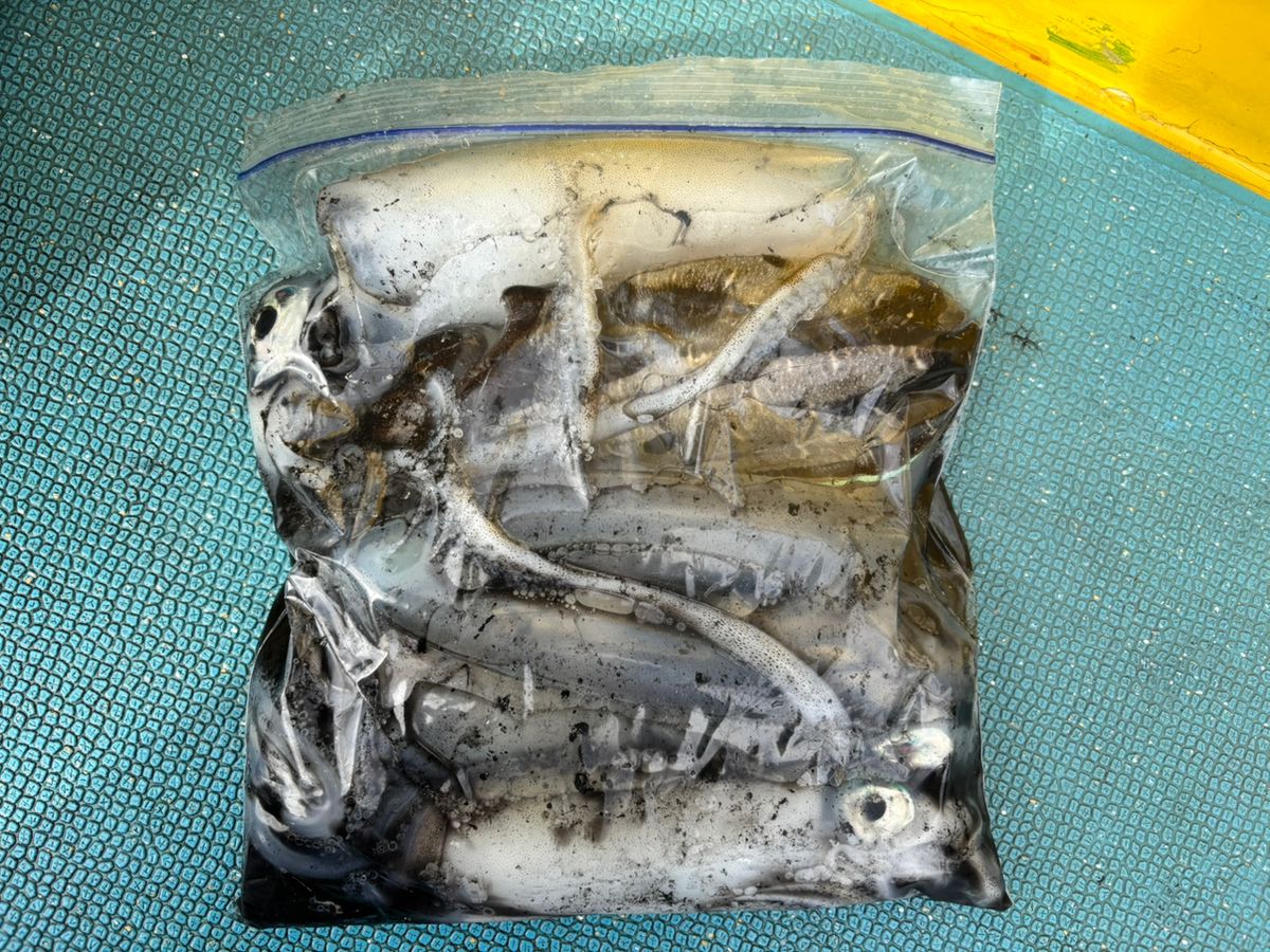 Hamasho🇯🇵さんの釣果 3枚目の画像