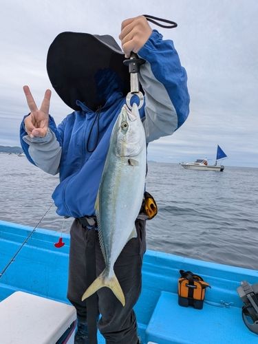ハマチの釣果