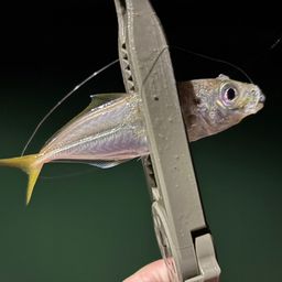 アジ