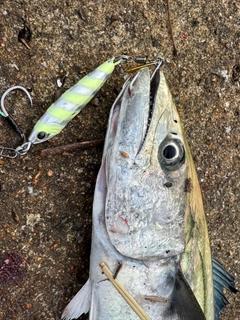 サゴシの釣果