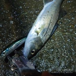 セイゴ（タイリクスズキ）