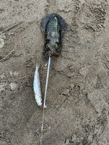 キスの釣果