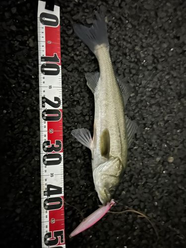 シーバスの釣果