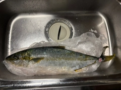 ヒラマサの釣果