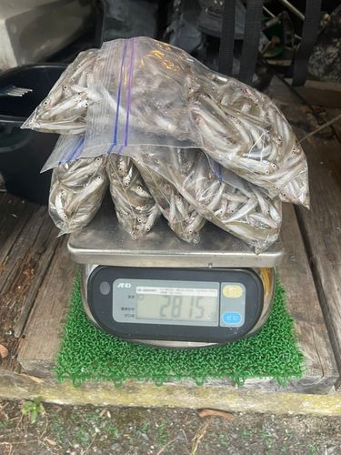 ワカサギの釣果