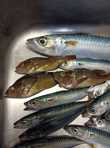 エゾメバルの釣果
