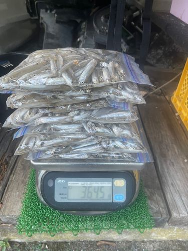 ワカサギの釣果