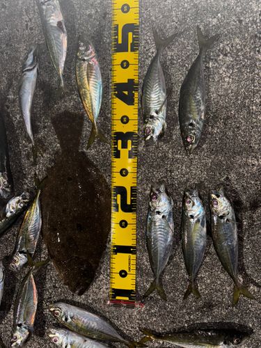 アジの釣果