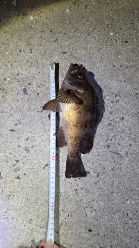 シロメバルの釣果