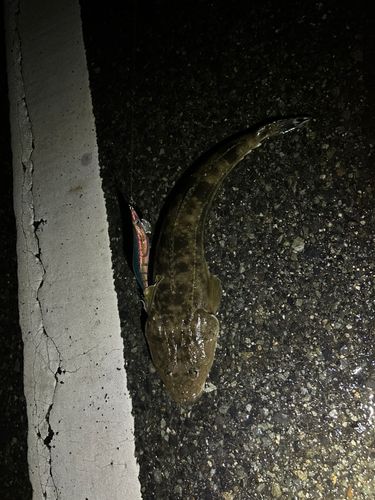 マゴチの釣果