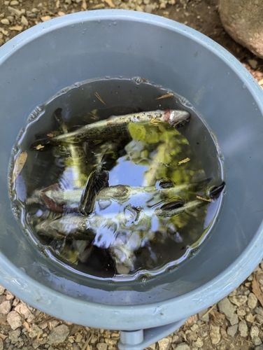 ニジマスの釣果