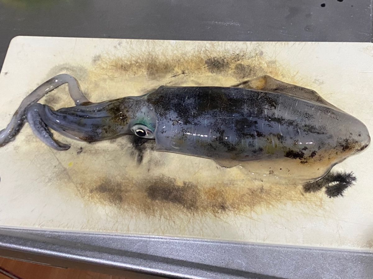 kuni11さんの釣果 2枚目の画像