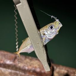 アジ