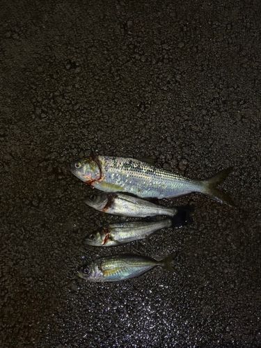 暁ふ頭公園