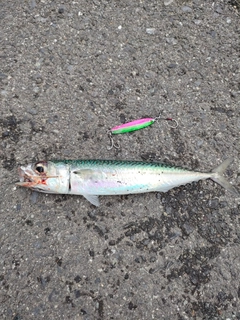 サバの釣果