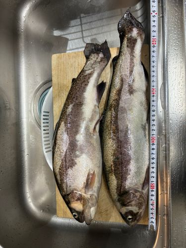 フィッシングキャンプエリア瑞浪