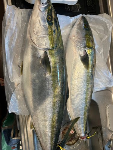 ブリの釣果