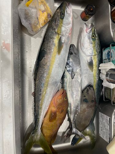 ヒラマサの釣果
