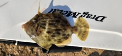 カワハギの釣果
