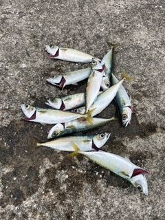 サバの釣果