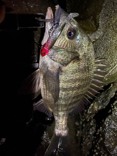 チヌの釣果