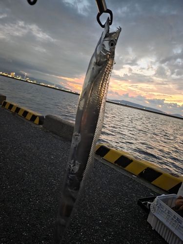 タチウオの釣果