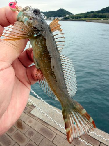 アナハゼの釣果