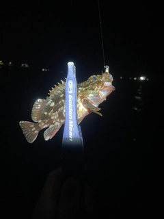 ガシラの釣果