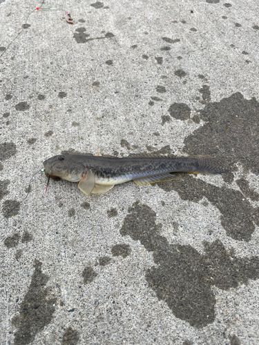 ハゼの釣果