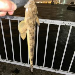 マゴチ