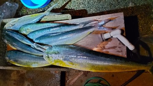 シイラの釣果