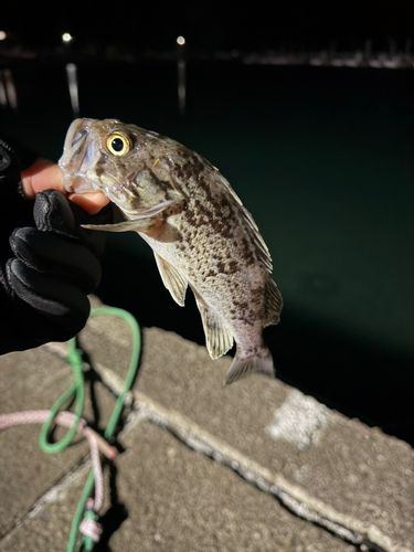 クロソイの釣果