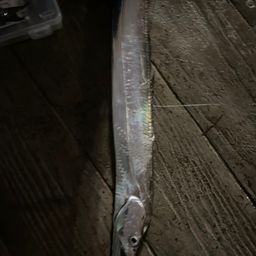 タチウオ