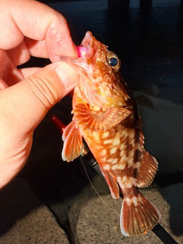 カサゴの釣果
