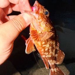 カサゴ