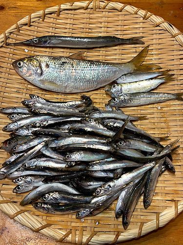 サヨリの釣果