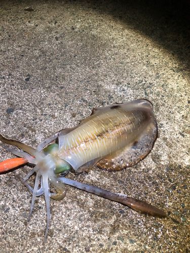 アオリイカの釣果