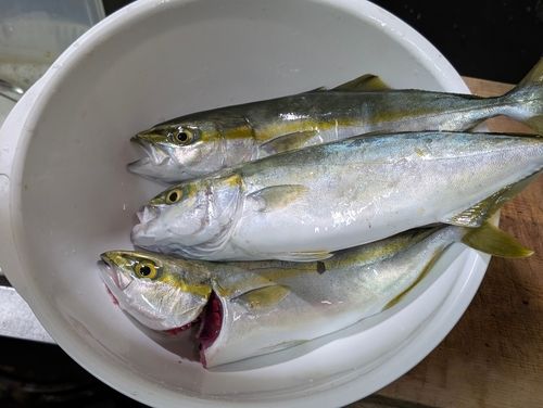 イナダの釣果