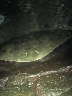 ツバクロエイの釣果