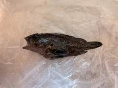 オウゴンムラソイの釣果