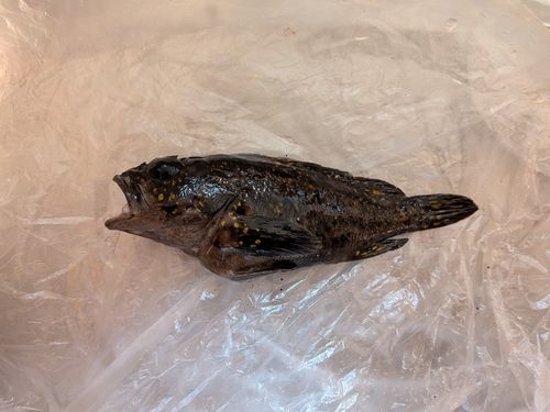 オウゴンムラソイの釣果